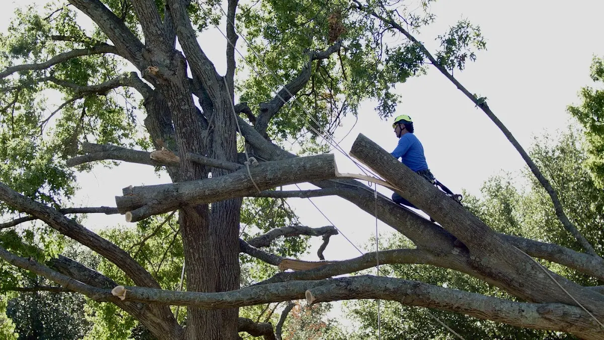 Professional Crown Thinning performed by certified arborists in Nassawadox