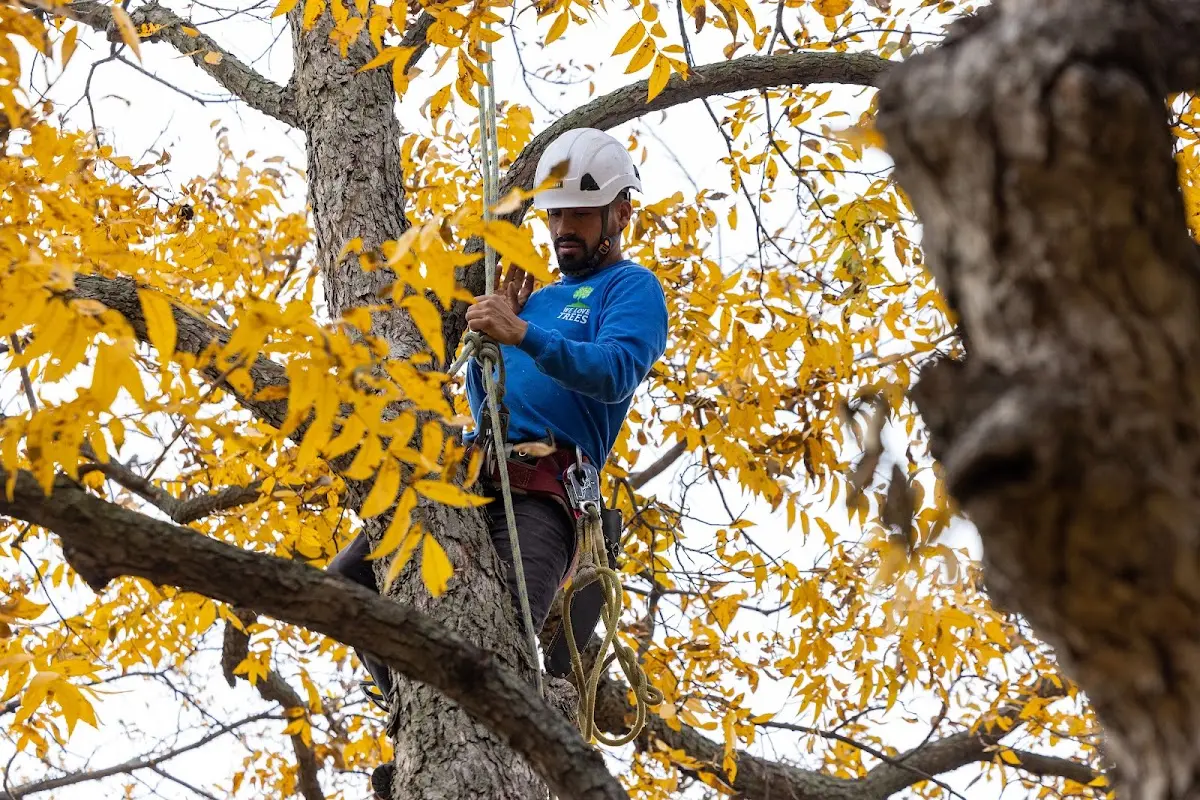 Skilled Tree Planing crew working in Nassawadox